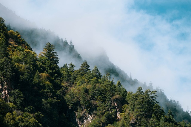 forest